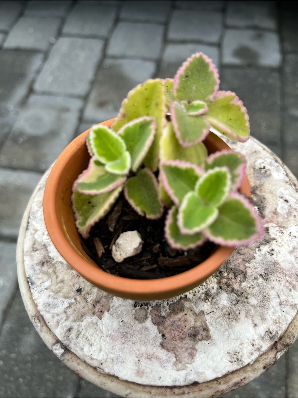 Variegated Cuban Oregano Plant